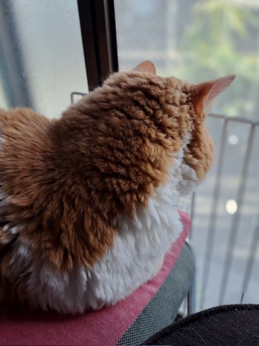 クッションに座って外を眺める猫の後ろ姿