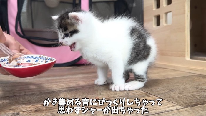 思わずシャー