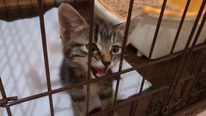 ケージに手をかけ、鳴く子猫