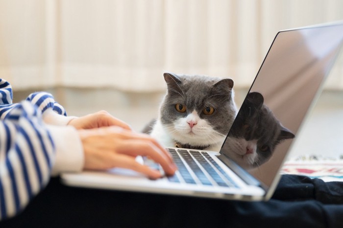 触られるのを嫌がる猫