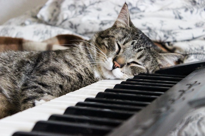 ピアノの上で眠る猫