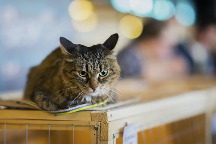 台の上でイカ耳になっている猫