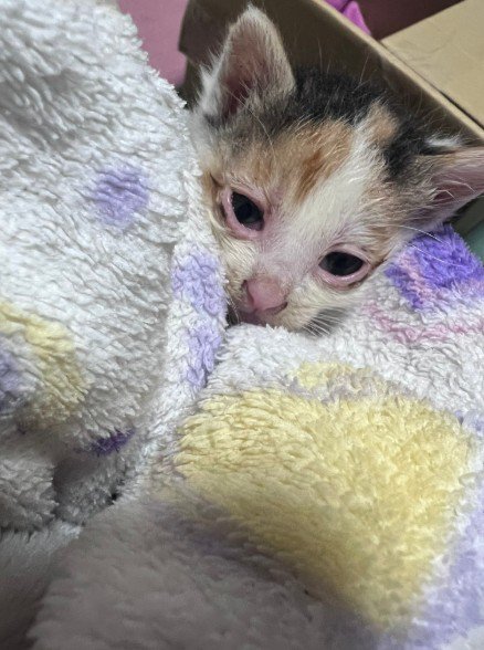生後2週間の子猫