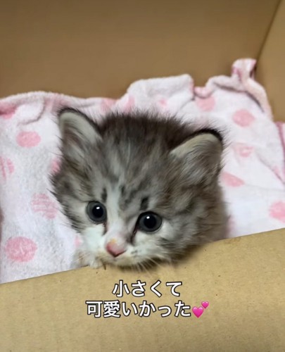 保護した子猫