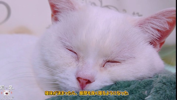 寝ている猫の顔