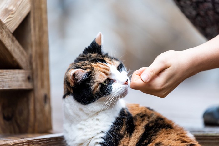 手のニオイをかぐ三毛猫