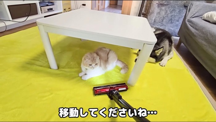 猫のいる方に掃除機をかける飼い主