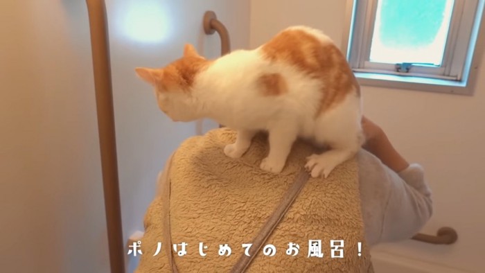 背中に乗る猫