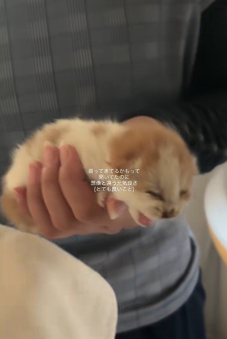 手の上で鳴く子猫