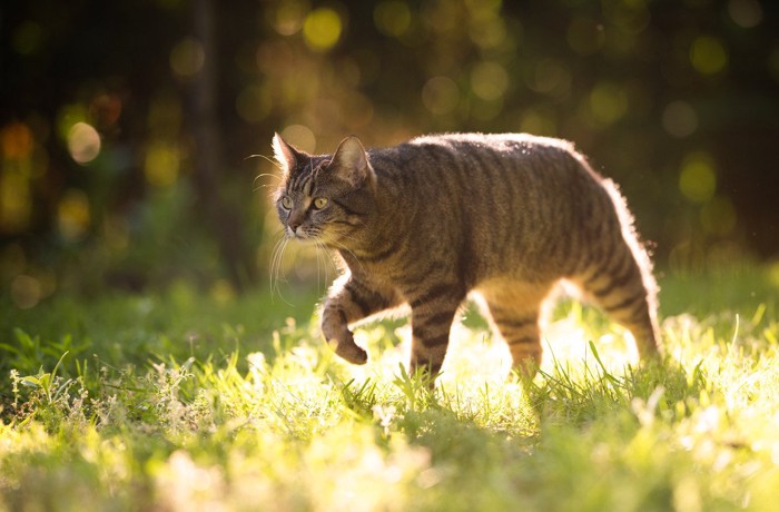 野外でハンティング中の猫