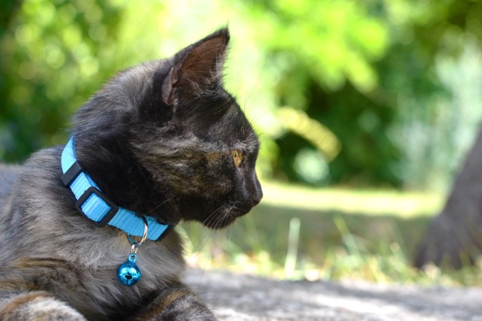 水色の首輪をした猫