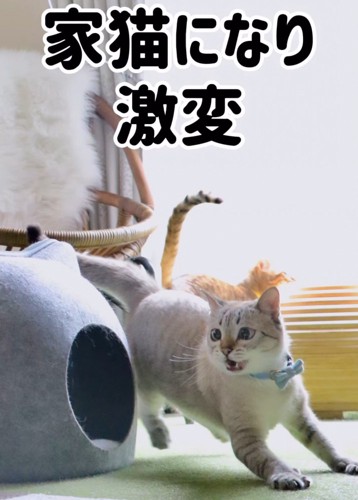 走る猫