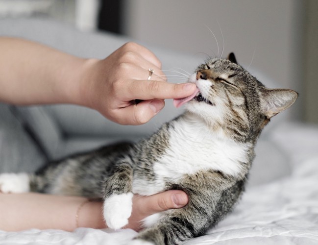 寝転びながら飼い主の指先を舐めている猫