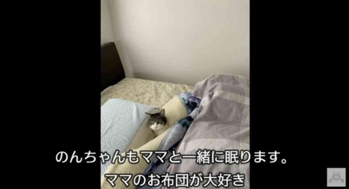 猫を捨てるということ