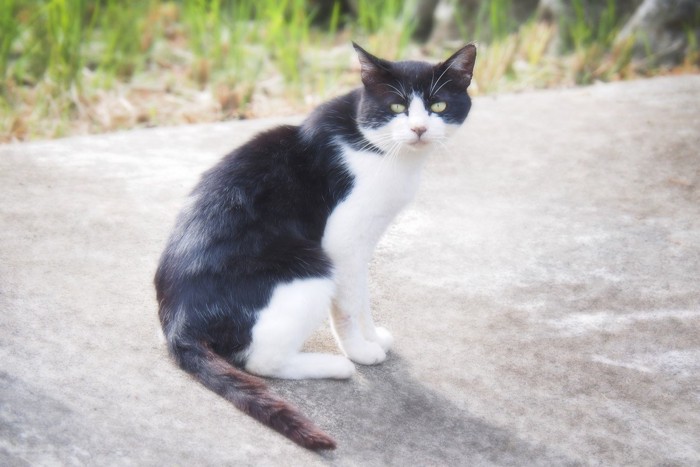 振り向く白黒猫