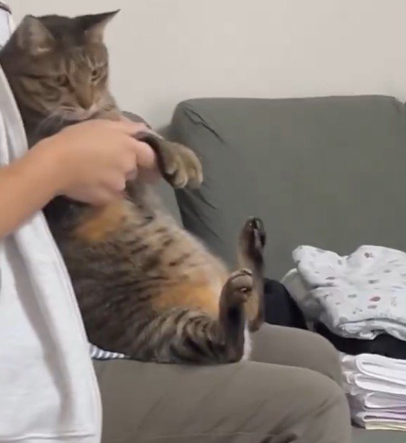 膝の上に乗った猫の前足を振る女性