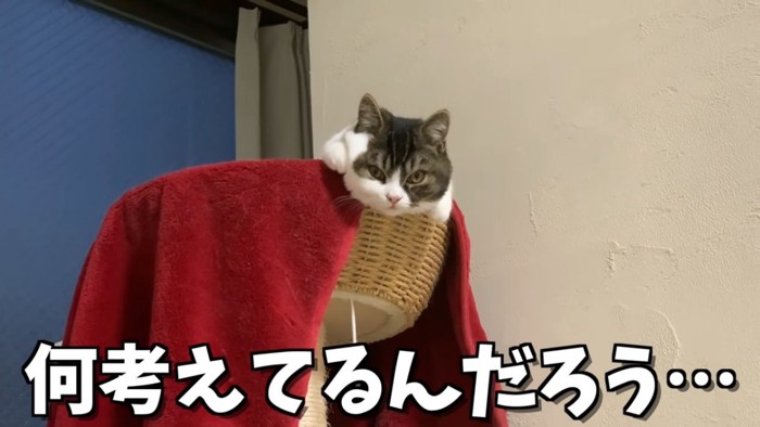 カゴから見下ろす猫