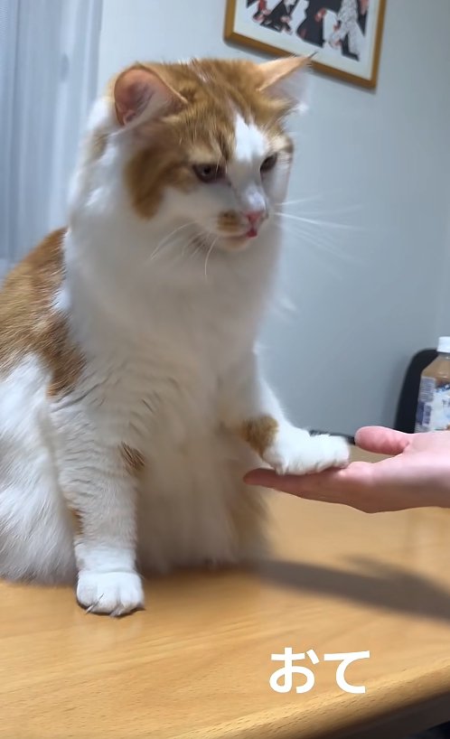 お手をしている猫