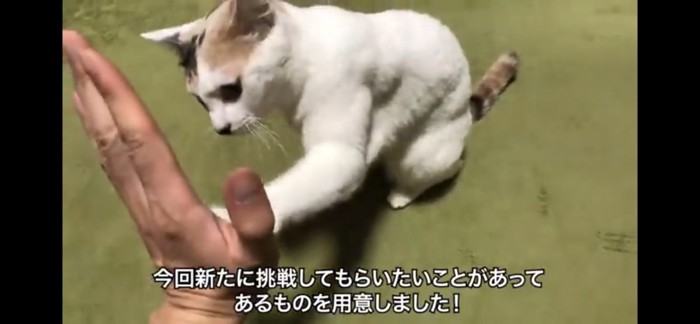 ハイタッチをする猫