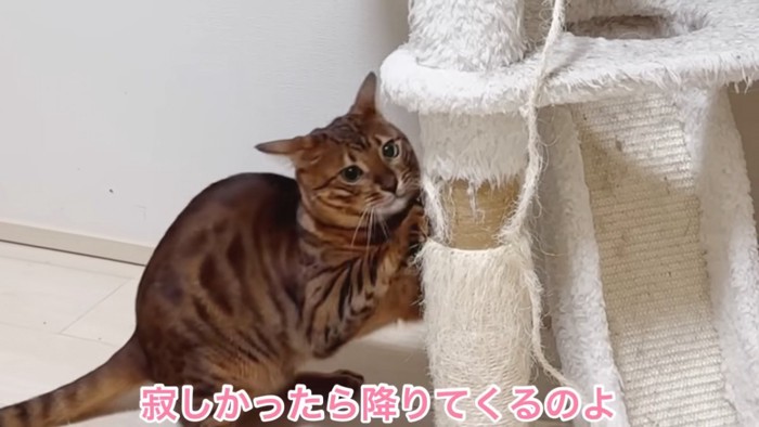 爪とぎをする猫