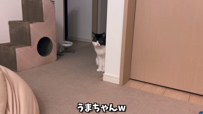 座る猫