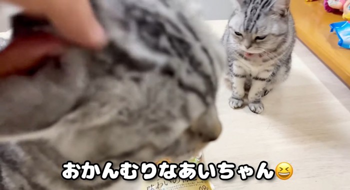 撫でられる猫