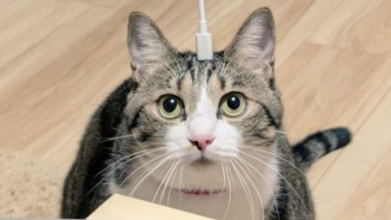 室内にいる猫