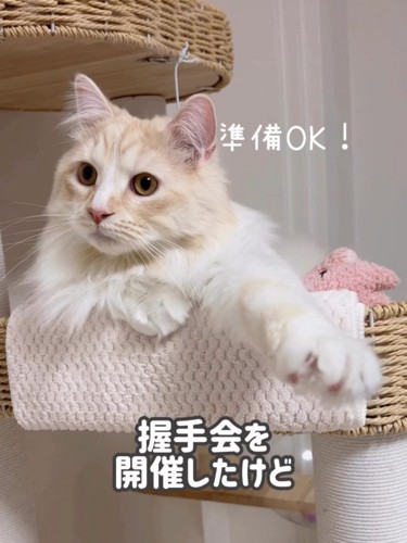 前足を伸ばす猫