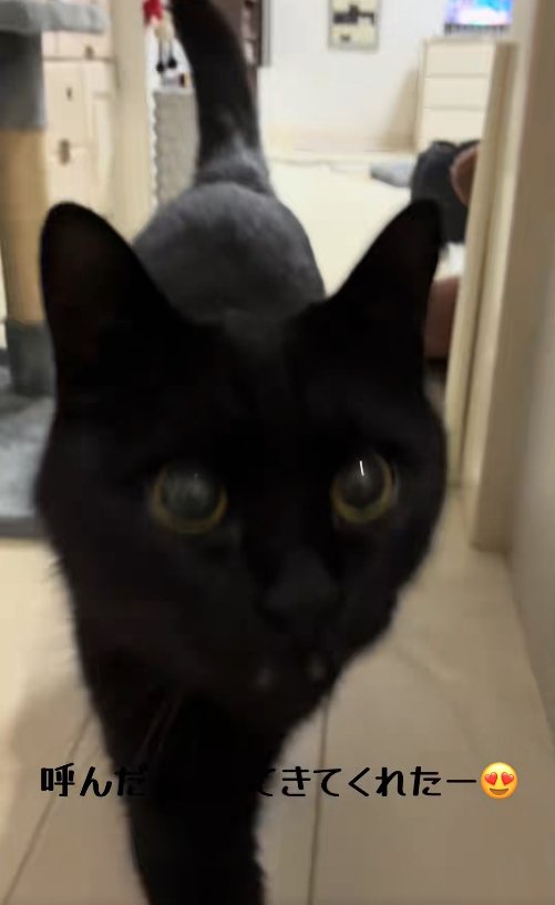 向かって斜め右上を見つめる猫のアップ
