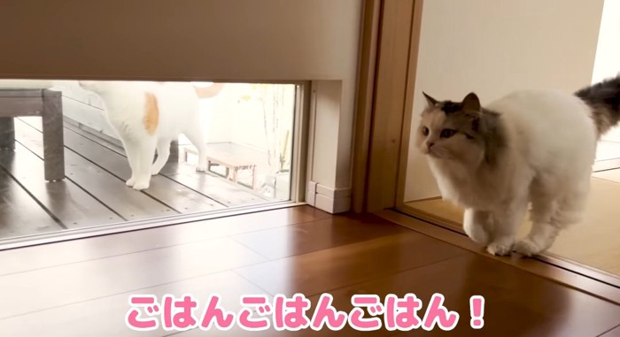 ダッシュする猫