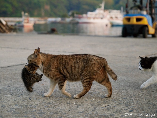 ネコと子猫