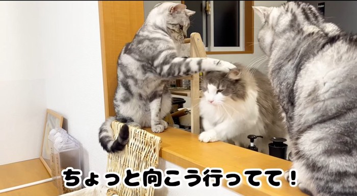 猫パンチする猫