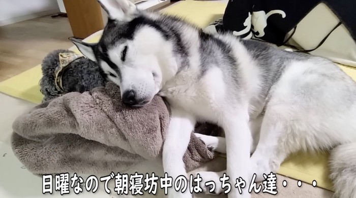 お寝坊中の犬たち