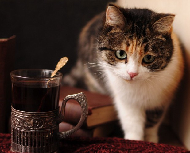 ホットカップのお湯と猫