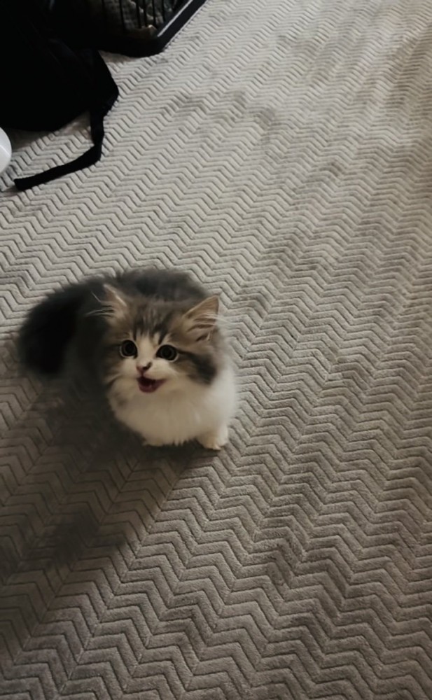 ママさんの呼び掛けに返事する子猫