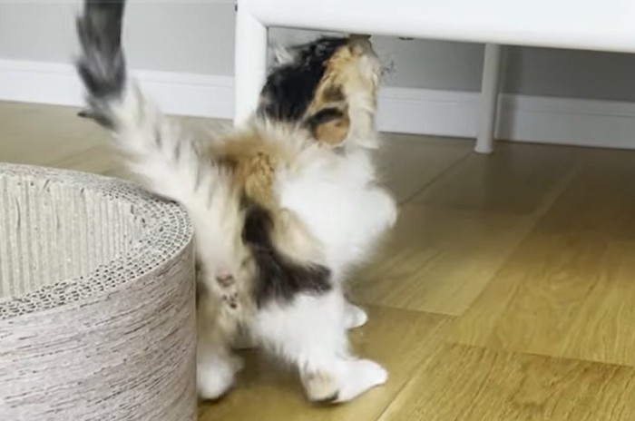 タグ咥え左にお尻をむける猫