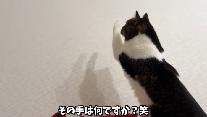 前足をあげる猫