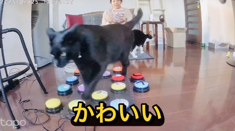 会話ボタンを押す黒猫とソファで見守るママ