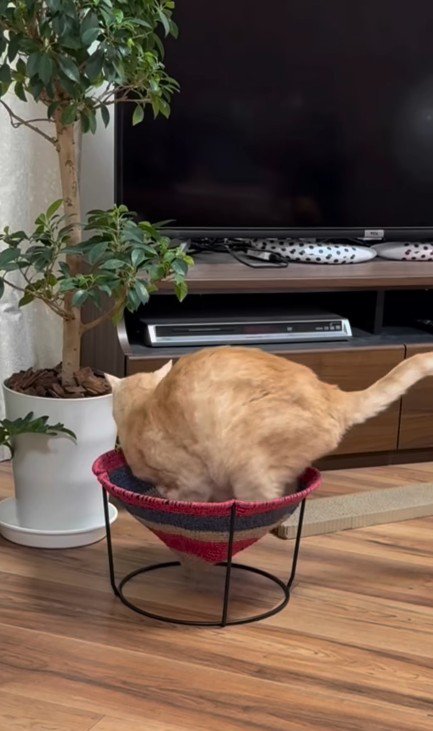 ハンモックに入る猫