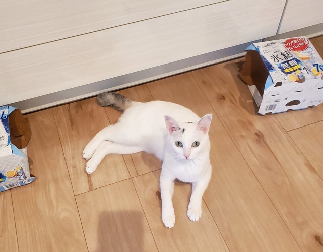 寝そべる猫