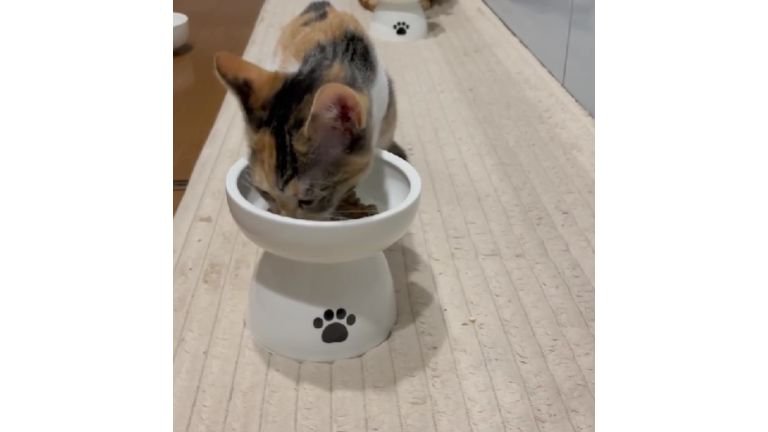 キッチンにいる猫たち