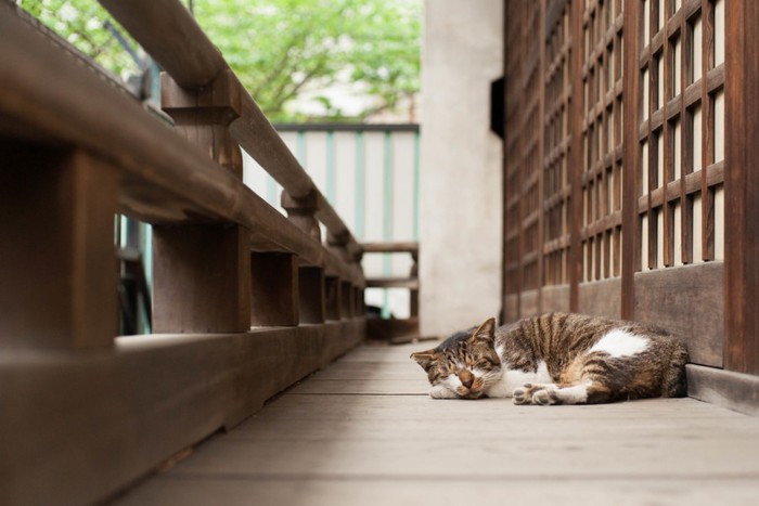 神社の猫