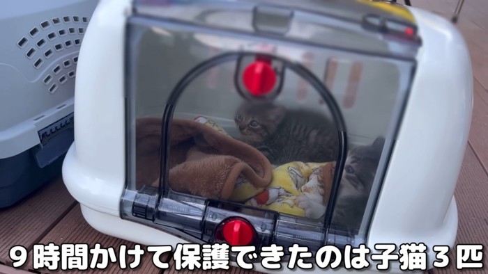 保護された子猫