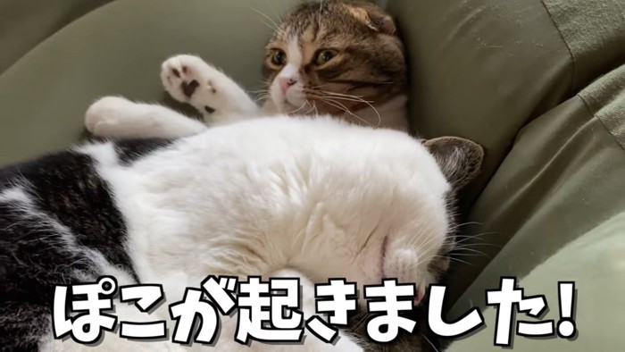 寝ている猫と起きた猫