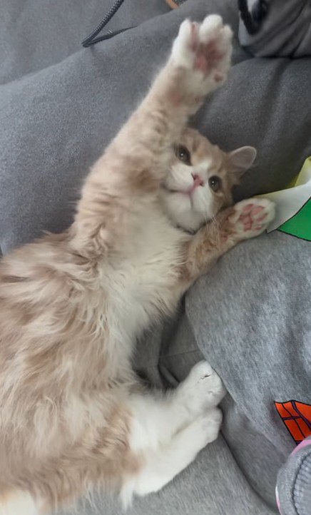 遊んでいる猫