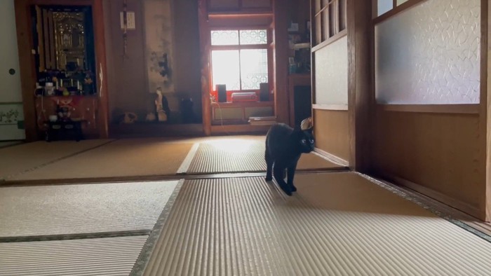 少し横を向いた姿