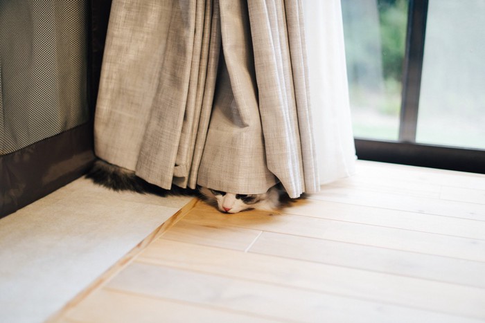カーテンの裏に隠れる猫