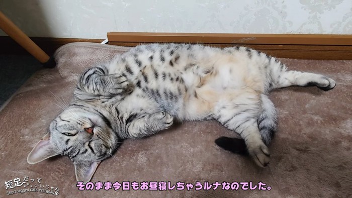 仰向けで寝る猫