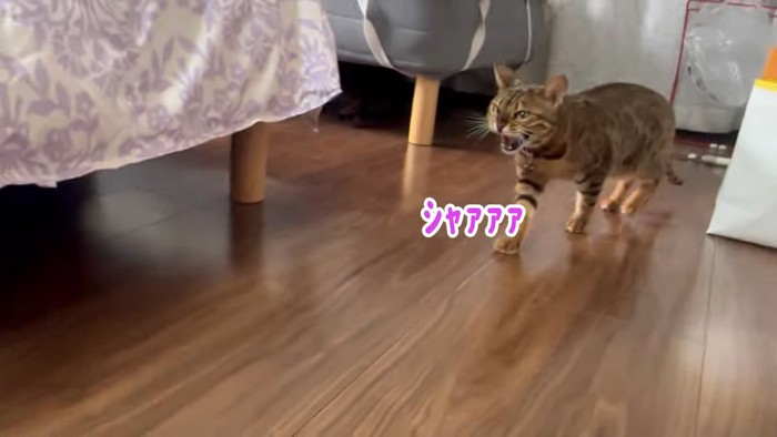 威嚇する猫