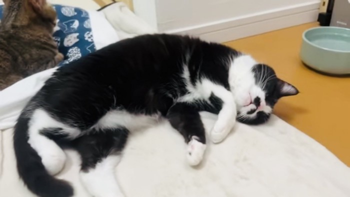 リビングで眠るハチワレ猫
